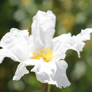 Matilija poppy