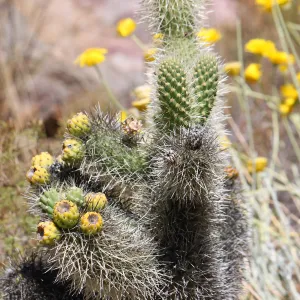 Jumping ChollaOpuntia bigelovii