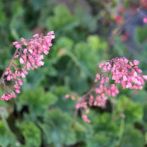 Heuchera
