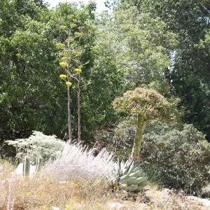 Agave margaritae and Agave sebastiana in the Dudleya Display