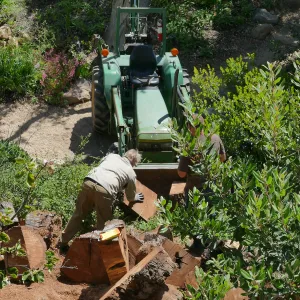 Removing a diseased oak just north of the Teahouse