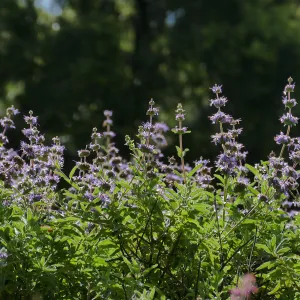 Salvia (sage) blooming in the Groundcover Display