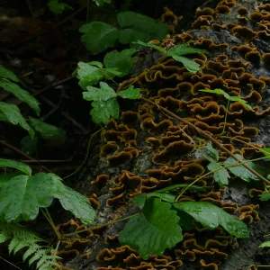 Poison oak, ferns, and fungus on a fallen log along the Redwood Trail