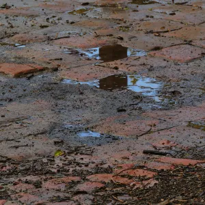 Reflection on Mission Dam tiles after a rainstorm