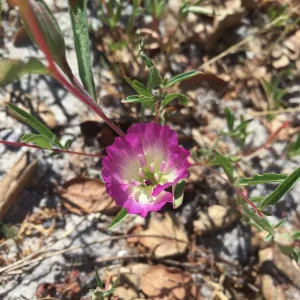 Pismo Clarkia