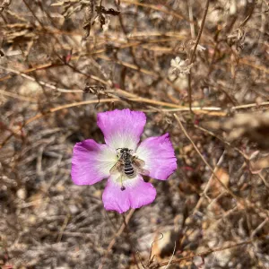 Pismo Clarkia
