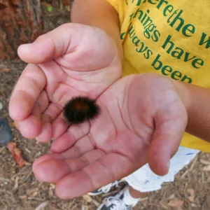 Jr. Naturalist Summer Camper with woolly bear