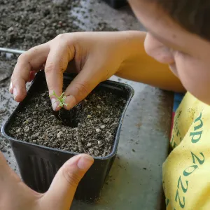 Jr. Naturalist Summer Camp Plant Propagation Activity
