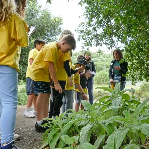 Neighbors in Nature Summer Camp, Plant identification and journaling activity