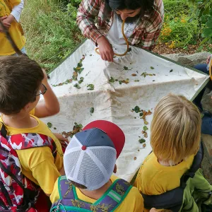 Neighbors in Nature Camp, Beat sheeting activity