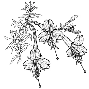 Hoary California Fuchsia