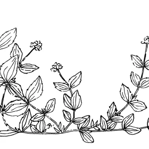 Yerba de Selva