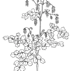 Meadow Rue