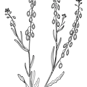 Lace Pod