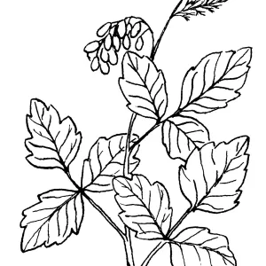 Poison Oak