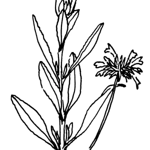 Salvia (sage)