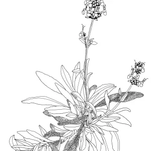 Salvia (Sage) Daras Choice