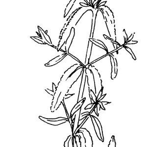 Purple Sage
