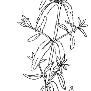 Purple Sage