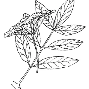 Elderberry (Sambucus mexicana)