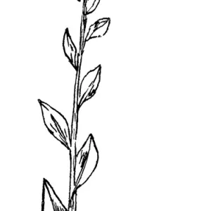 Golden Rod