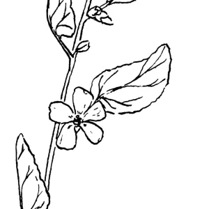 Apricot Mallow