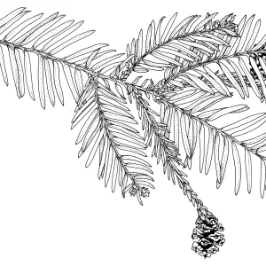 Coast Redwood