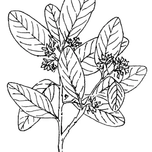 California Coffeeberry