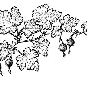 Bitter Gooseberry