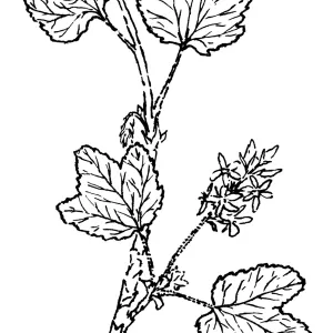 White Flowered Currant