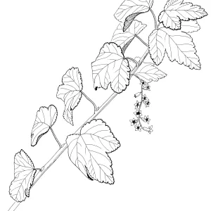 Chaparral Currant