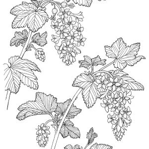 Pink Flowering Currant