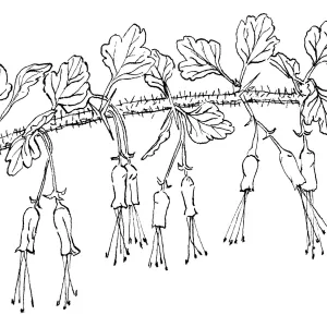 Fuchsia-flowered Gooseberry