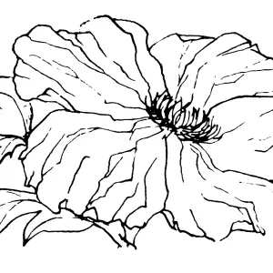 Matilija Poppy