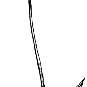 California Cone Flower