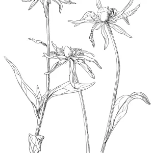 California Cone Flower