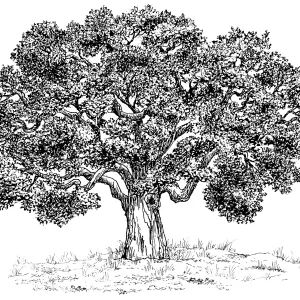Oak