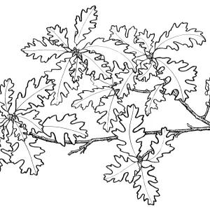 Oak