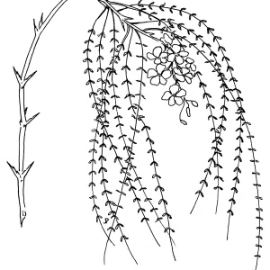 Palo Verde