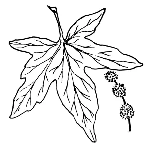 Western Sycamore