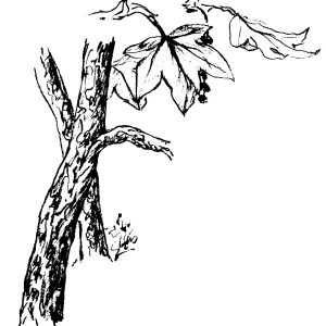 Western Sycamore