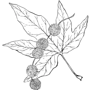 Western Sycamore
