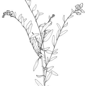Milkwort