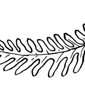 Polypodium
