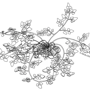 Notholaena jonesii