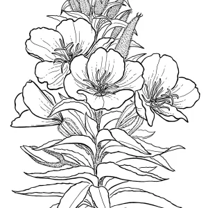 Hookers Evening Primrose