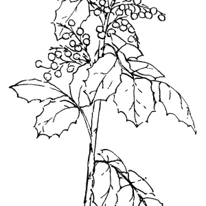 Oregon Grape