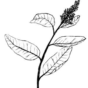 Laurel Sumac