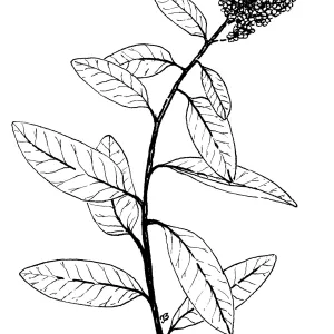 Laurel Sumac