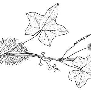 Wild Cucumber, Manroot, Chilicothe
